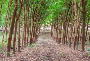 kauçuk ağacı ekimi doğada.