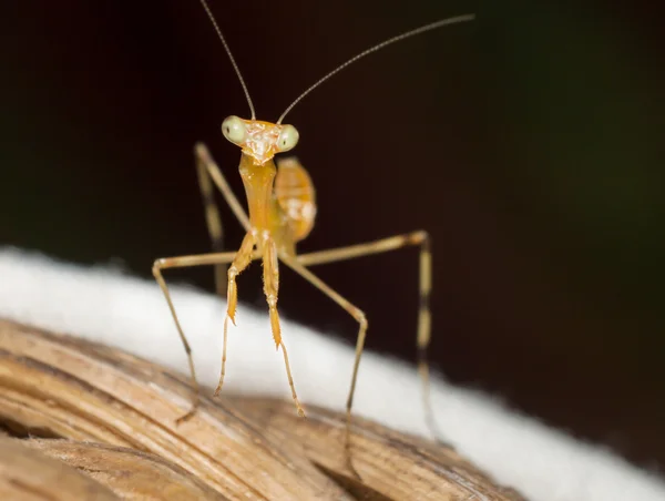 Makro snímek kudlanky. — Stock fotografie