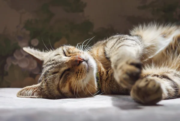 Eine Katze, die auf einem Sofa mit Sonnenlicht schläft. — Stockfoto