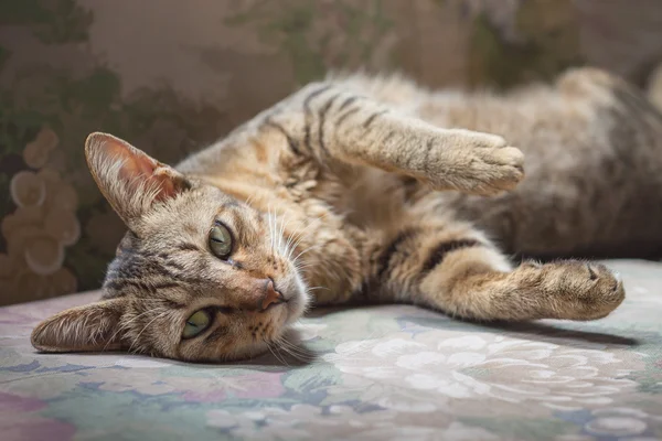 Eine Katze, die auf einem Sofa mit Sonnenlicht schläft. — Stockfoto