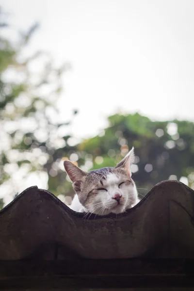 猫睡在屋顶上 . — 图库照片