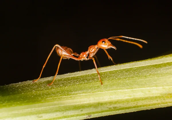 Närbild myran på gren. — Stockfoto