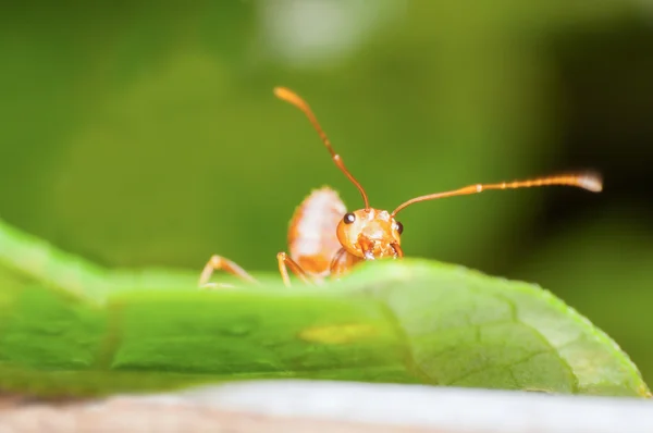 Close-up the ant on  branch. — Stock Photo, Image