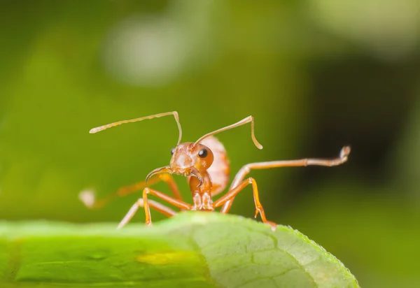 Närbild myran på gren. — Stockfoto