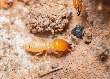 Close up termites or white ants in nest. clipart