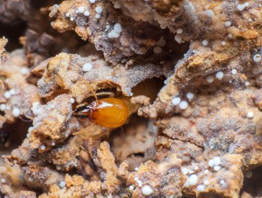 Termitler veya beyaz karıncalar yuva kapatın.
