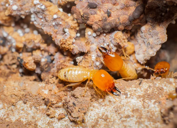 Cerrar las termitas en los nidos . — Foto de Stock