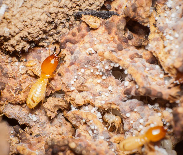 Stäng upp termiter i Bon. — Stockfoto