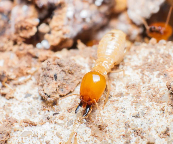 Close up termites or white ants in nest — Stock Photo, Image