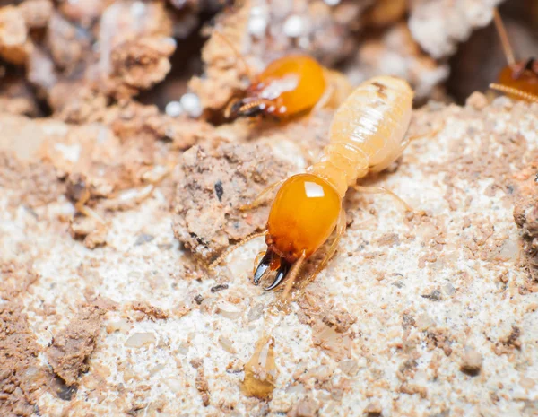 Chiudere termiti o formiche bianche nel nido . — Foto Stock