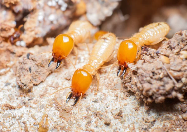 Close up termites or white ants in nest. — Stock Photo, Image