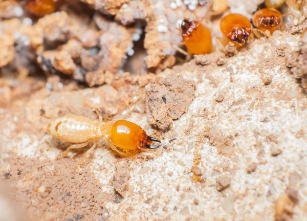Close up termites or white ants in nest. — Stock Photo, Image