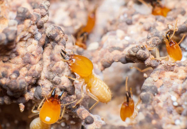 Cerrar termitas o hormigas blancas en el nido . — Foto de Stock