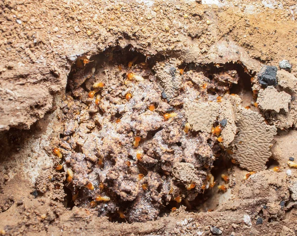 Termiten oder weiße Ameisen im Nest. — Stockfoto