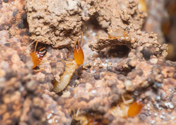 Chiudere termiti o formiche bianche nel nido . — Foto Stock