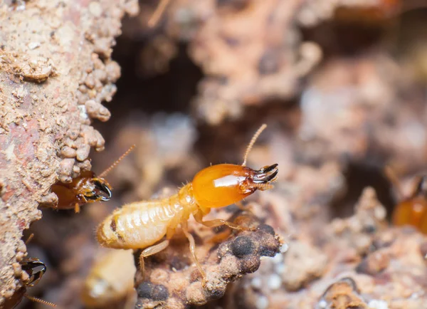 Close up térmitas ou formigas brancas no ninho . — Fotografia de Stock