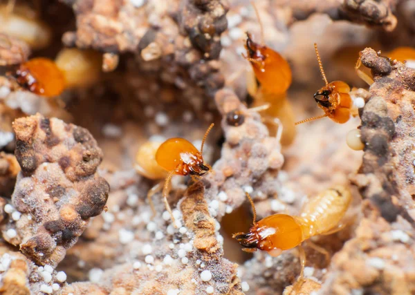 Close up térmitas ou formigas brancas no ninho . — Fotografia de Stock