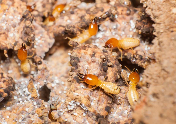 Nahaufnahme von Termiten oder weißen Ameisen im Nest. — Stockfoto