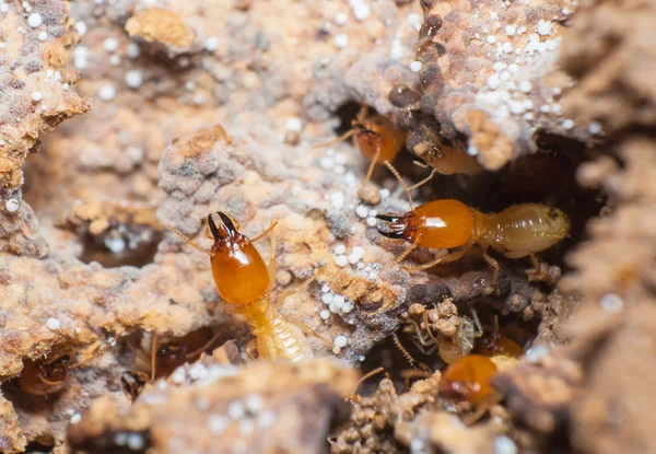 Närbild av termiter eller vita myror i boet. — Stockfoto
