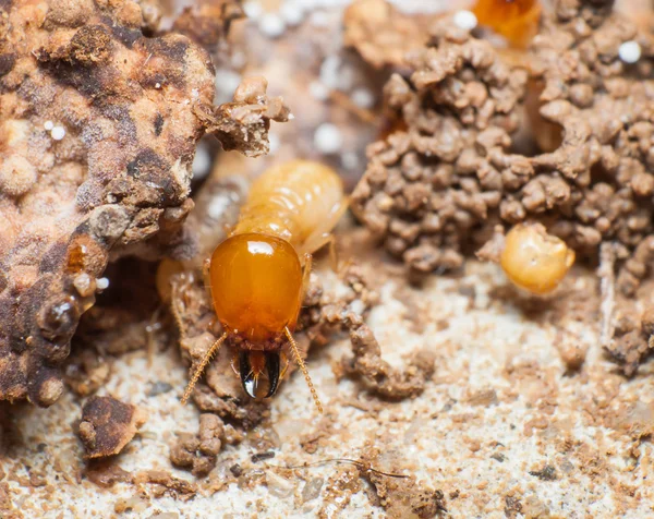 Fermer les termites ou les fourmis blanches dans le nid . — Photo