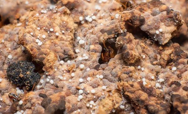 Makro růstu hub v hnízdě termiti. — Stock fotografie