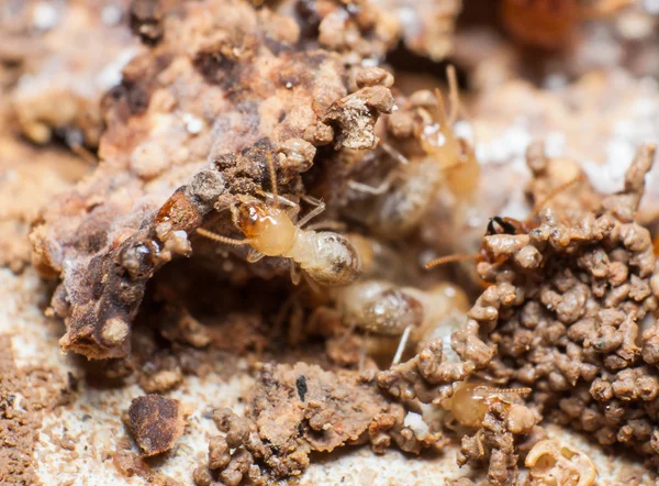 Close up termites or white ants in nest. — Stock Photo, Image