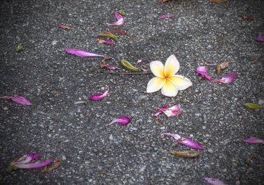 Plumeria damla sokak arka plan üzerinde.