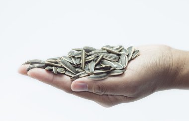 Yandan ayçiçeği tohumu. Beyaz arka plan