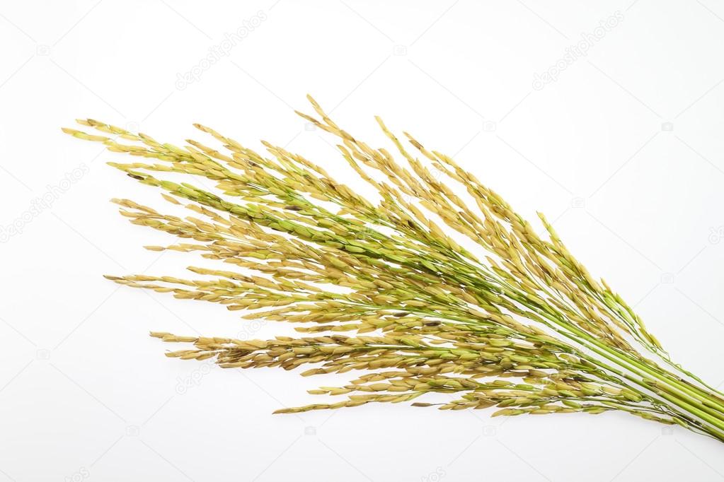 paddy rice seed on white background