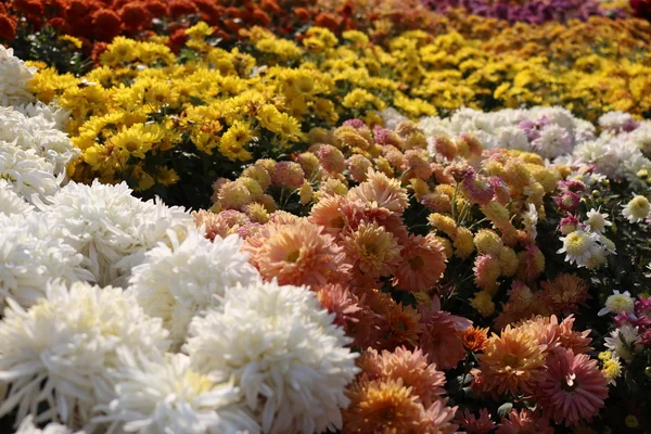 Красиві квіти садові — стокове фото