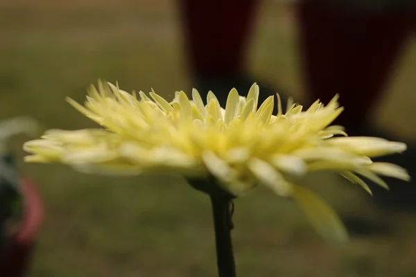 Beautiful daisy flower — Stock Photo, Image