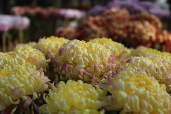 Beautiful garden  flowers — Stock Photo, Image