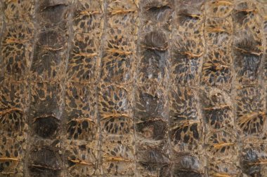 nadir timsah derisinden