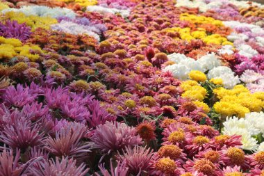 Güzel bahçe çiçekleri 