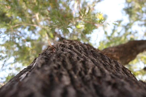 Kora pnia drzewa — Zdjęcie stockowe