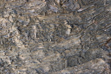 Ağaç kabuğu dokusu 