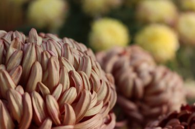 güzel sümbül çiçekleri