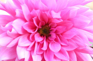 mor papatya çiçeği