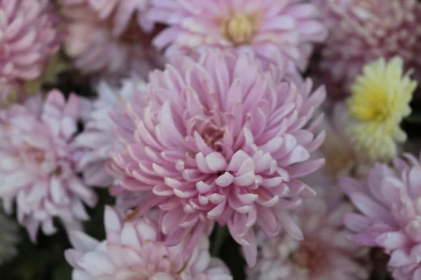Beautiful garden  flowers — Stock Photo, Image