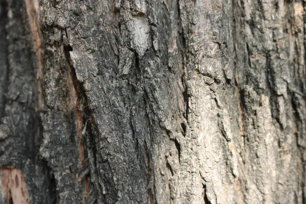 Corteccia di tronco d'albero — Foto Stock