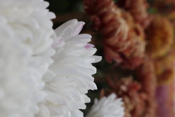 Beautiful garden  flowers — Stock Photo, Image