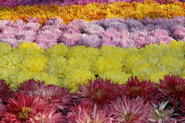 Krásné zahradní květiny — Stock fotografie
