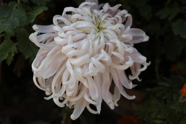 Красиву квітку Гіацинта — стокове фото