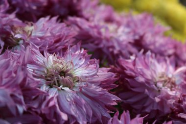 Güzel bahçe çiçekleri 