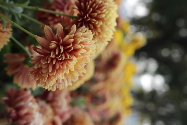 Хризантема красиві квіти — стокове фото