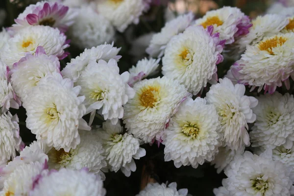 Beautiful garden  flowers — Stock Photo, Image