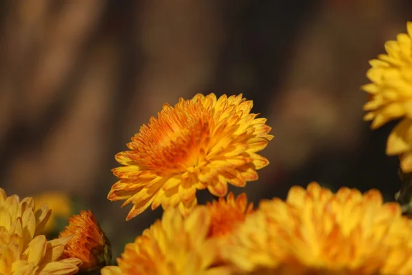 Красиві квіти садові — стокове фото
