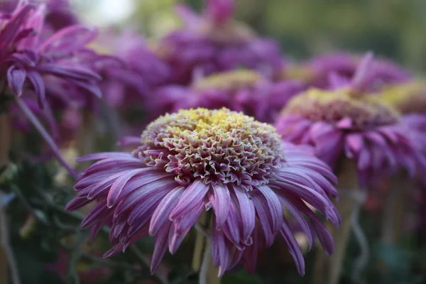 Szép kerti virágok — Stock Fotó