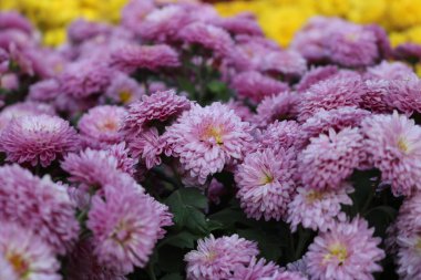 Güzel bahçe çiçekleri 