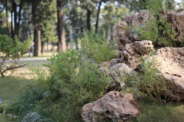 Bruine stenen en groene planten — Stockfoto